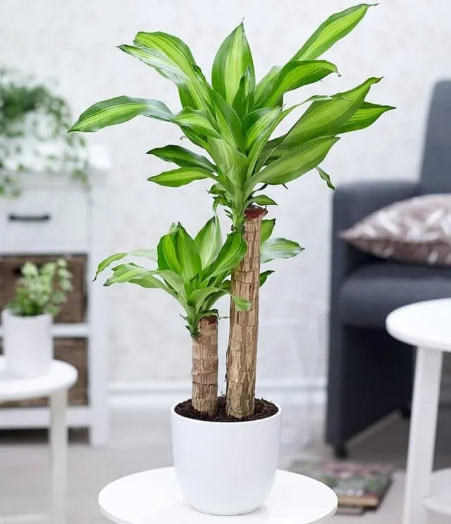 Cây Phát Tài Khúc