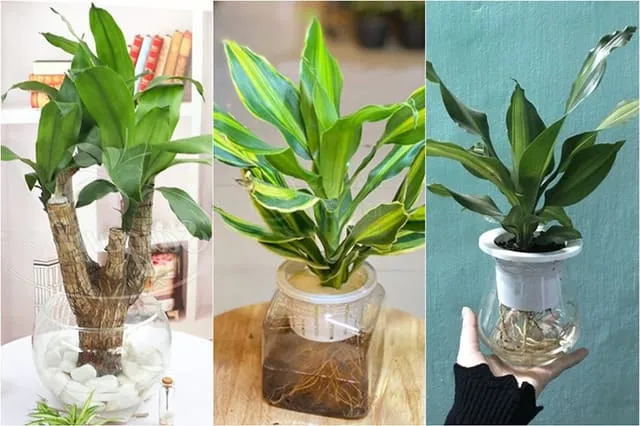 Cây Thiết Mộc Lan