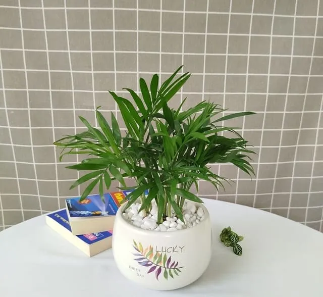 Cây Cau Tiểu Trâm