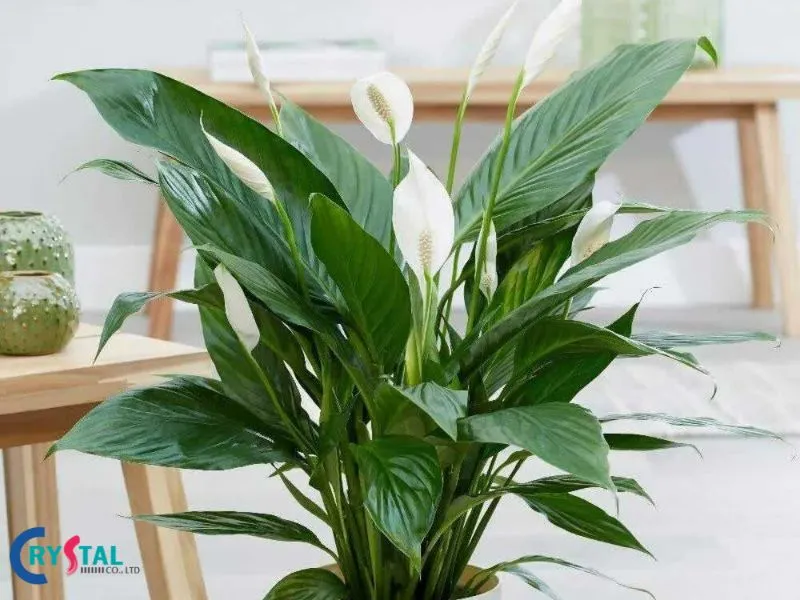 Mệnh kim trồng cây Lan Ý đem lại không gian tươi mới.