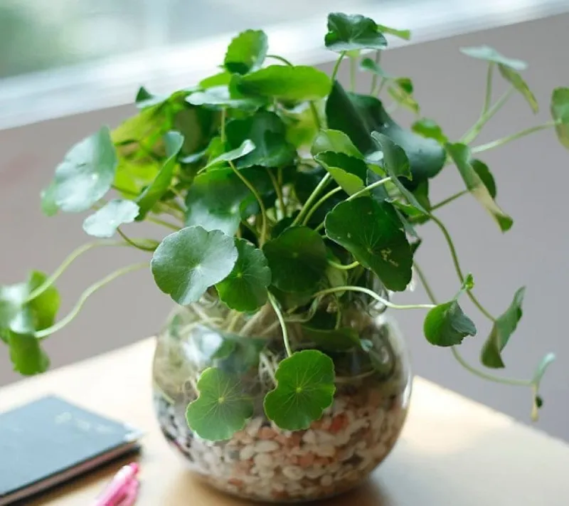 Vẻ đẹp nhẹ nhàng của cây cỏ đồng tiền