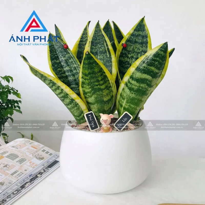 Cây lưỡi hổ viền vàng trong chậu trắng trên bàn gỗ