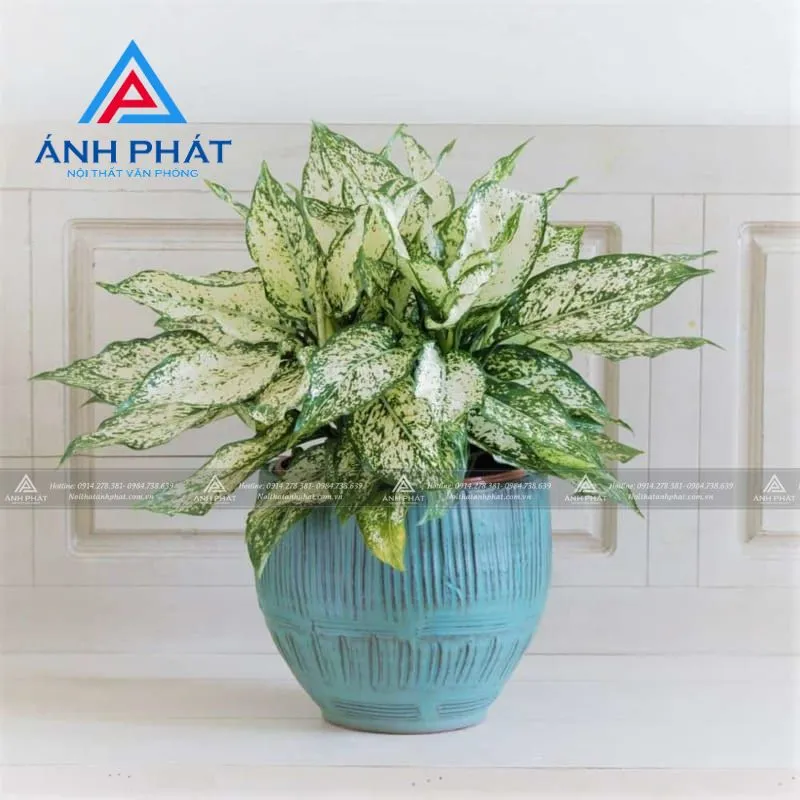 Cây ngọc ngân lá đốm bạc trong bình thủy tinh