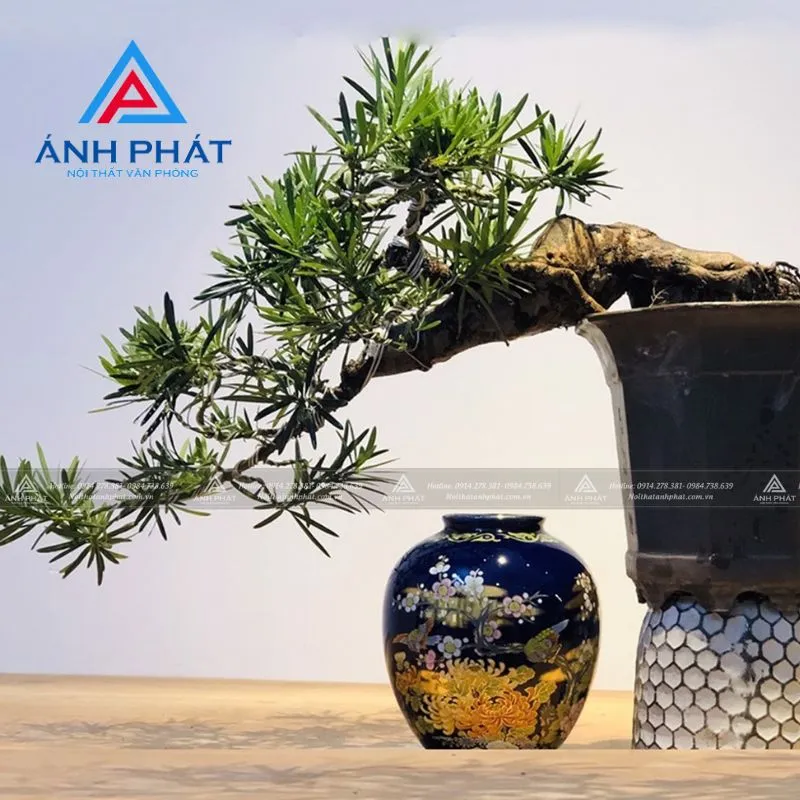 Cây tùng bồng lai lá kim xanh biếc trong chậu sứ