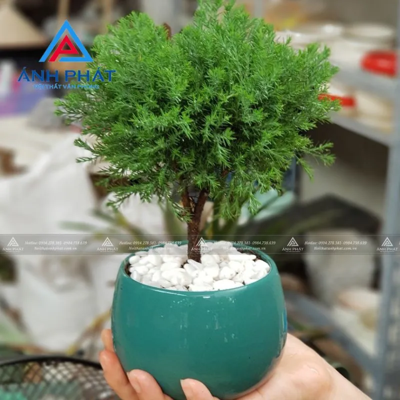 Cây phát tài khúc thân uốn cong trong chậu gốm