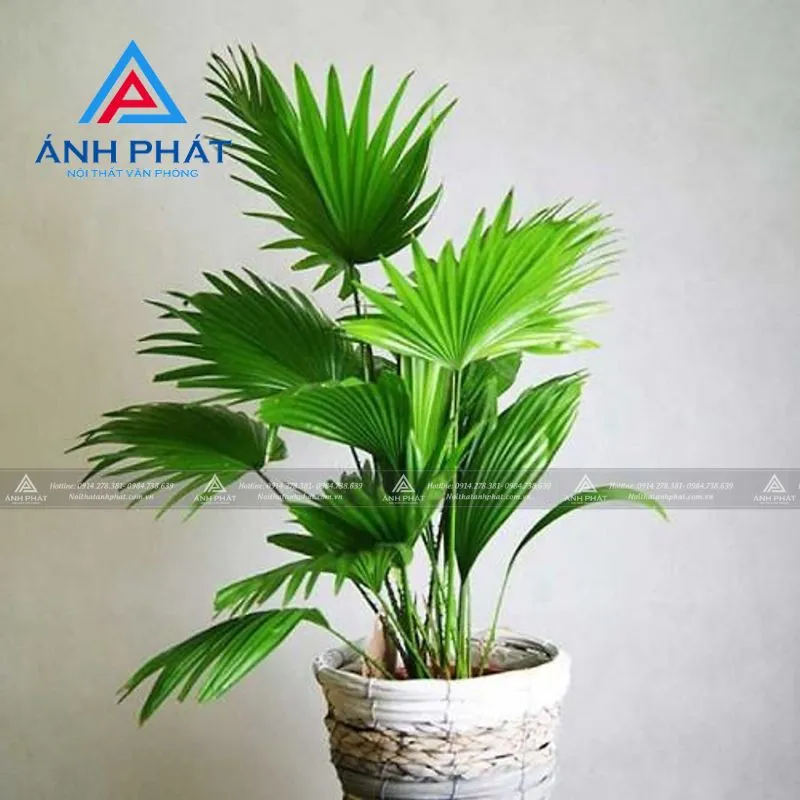 Cây cọ nhật lá quạt xanh trong chậu trắng
