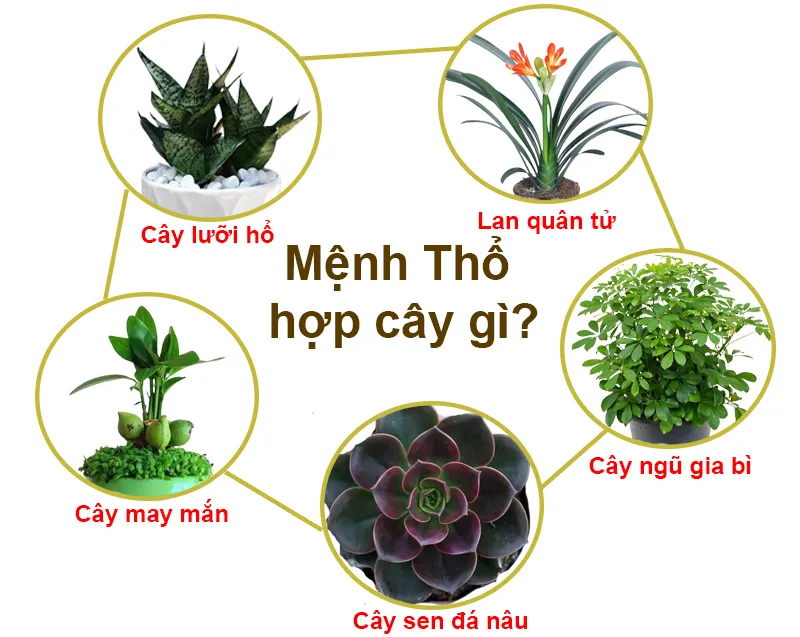 Các loại cây phong thủy cho hành Thổ
