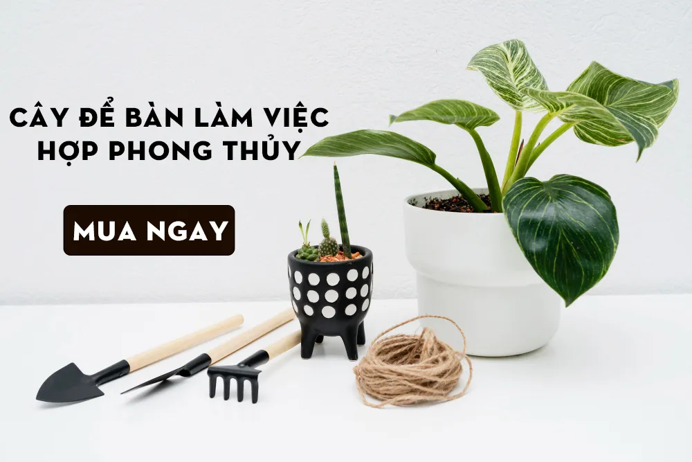 Alt: Những mẫu cây nhỏ để bàn làm việc được thiết kế chuẩn phong thủy cho năm 2026. Chú thích: Đặt cây đúng vị trí giúp khai thông dòng chảy tài lộc, hỗ trợ sự nghiệp thăng tiến cho tuổi Nhâm Tuất.