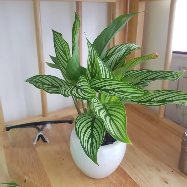 Cây Đuôi Công xanh tạo sự sáng tạo và năng lượng cho người mệnh Mộc