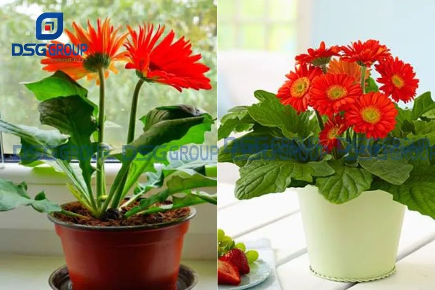 Cây hoa đồng tiền hợp người mệnh kim