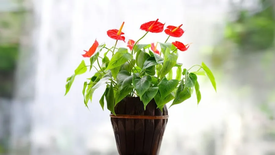 Hoa hồng môn đỏ - cây phong thủy hợp mệnh Thổ