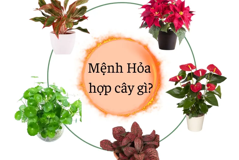 Mệnh hỏa hợp cây gì? Những điều cần chú ý về phong thủy