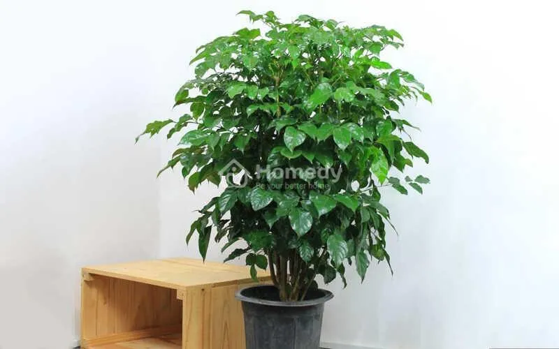 Cây phong thủy cho người sinh năm 1988 - Cây hạnh phúc