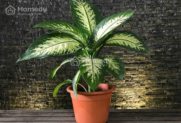 Cây phong thủy cho người sinh năm 1988 - Cây vạn niên thanh