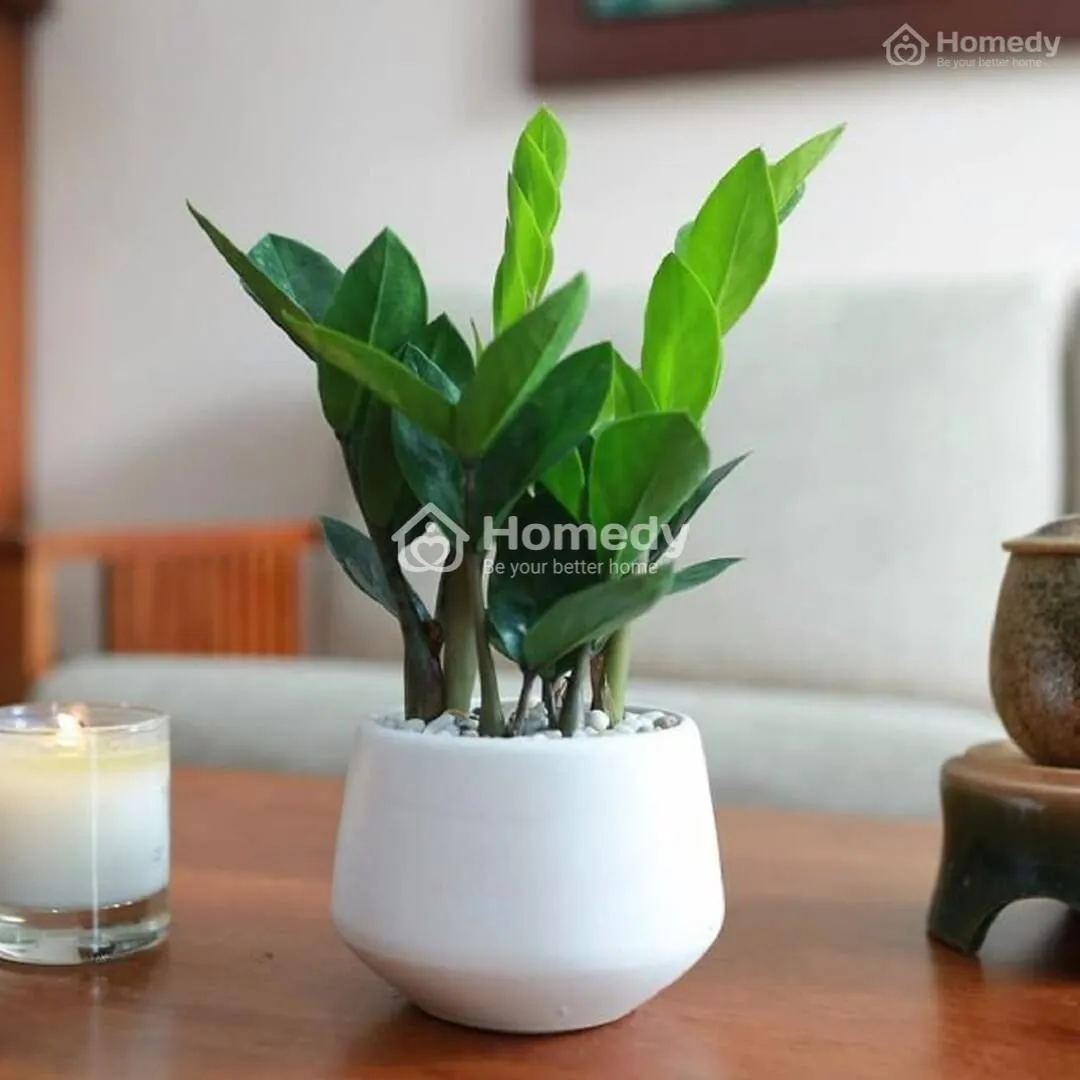 Cây phong thủy cho người sinh năm 1988 - Cây kim tiền