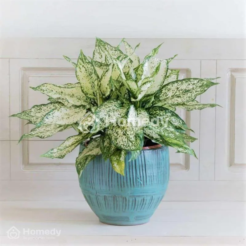 Cây phong thủy cho người sinh năm 1988 - Cây ngọc ngân