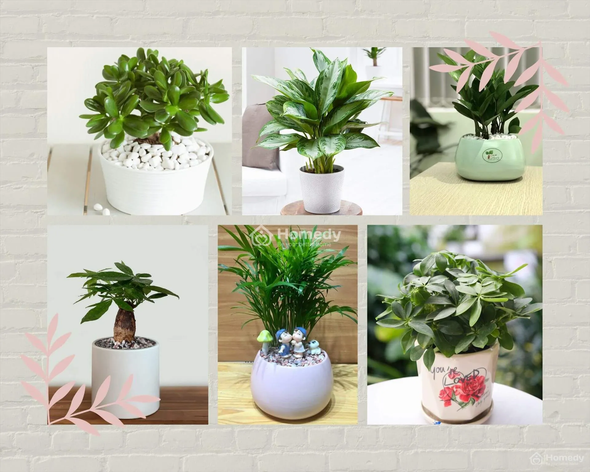 Cây để bàn làm việc hợp tuổi Mậu Thìn