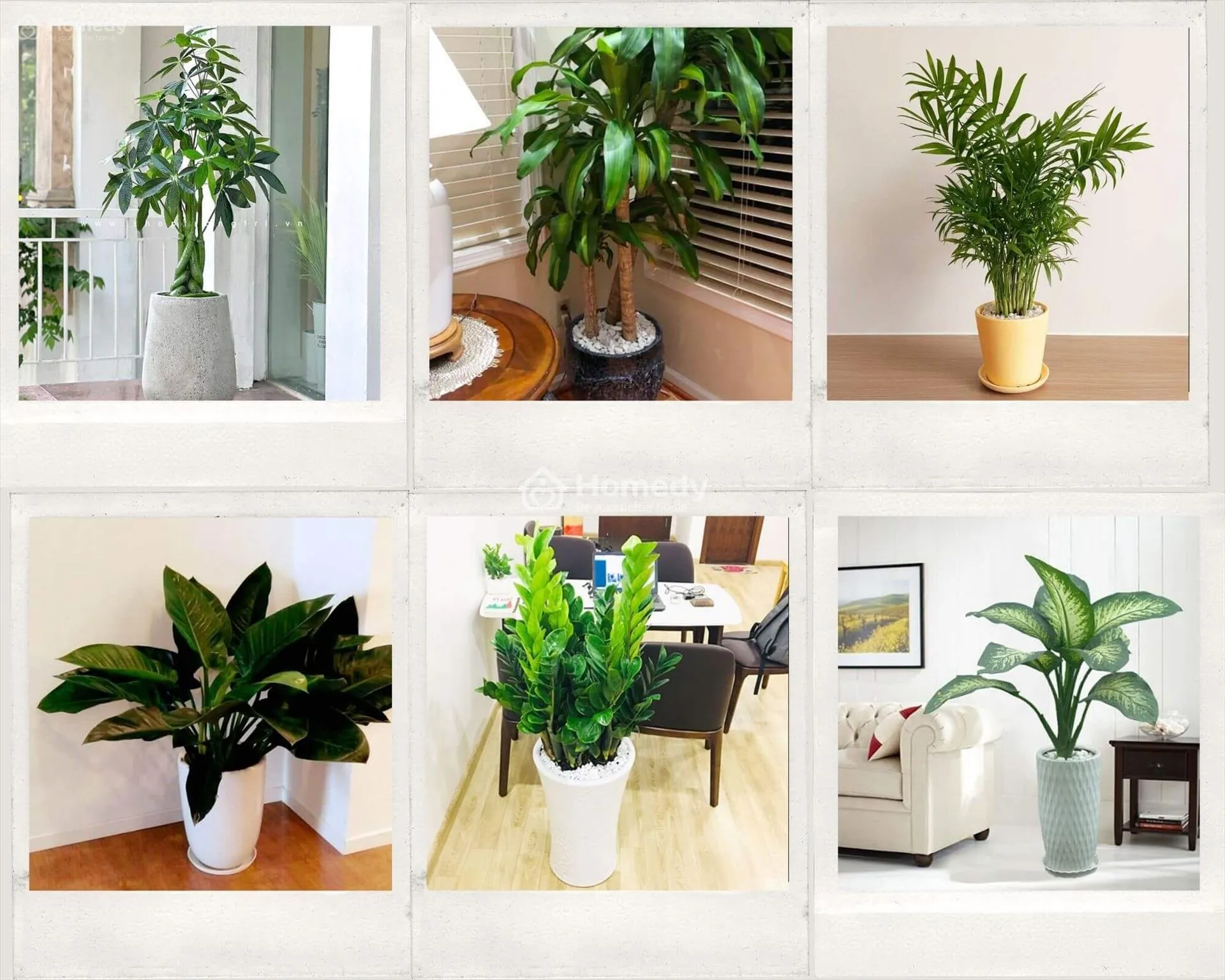 Tuổi Mậu Thìn nên trồng cây gì trong nhà?