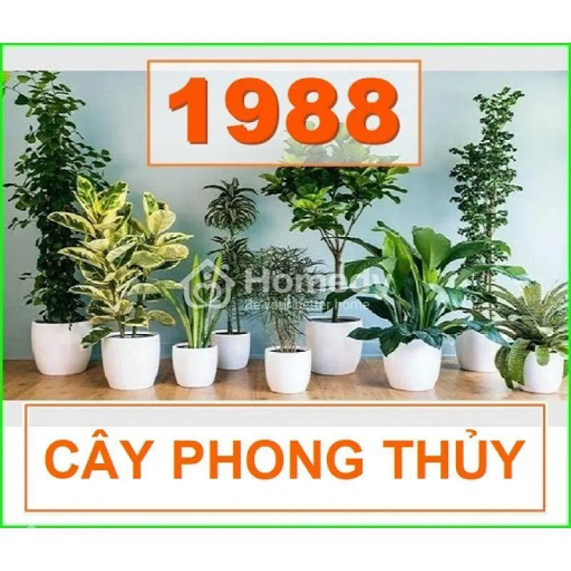 Nguyên tắc chọn cây phong thủy tuổi Mậu Thìn