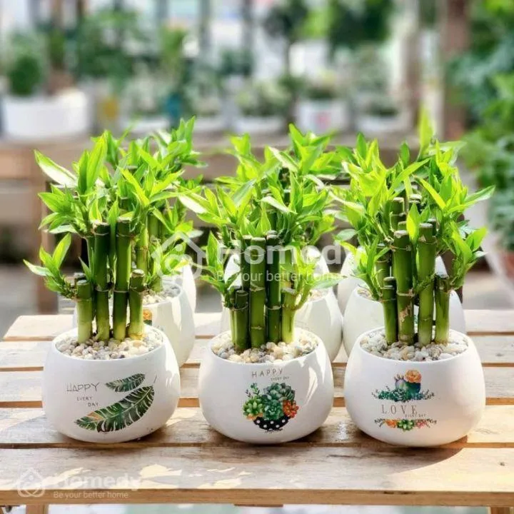 Cây phong thủy cho người sinh năm 1988 - Cây trúc phú quý