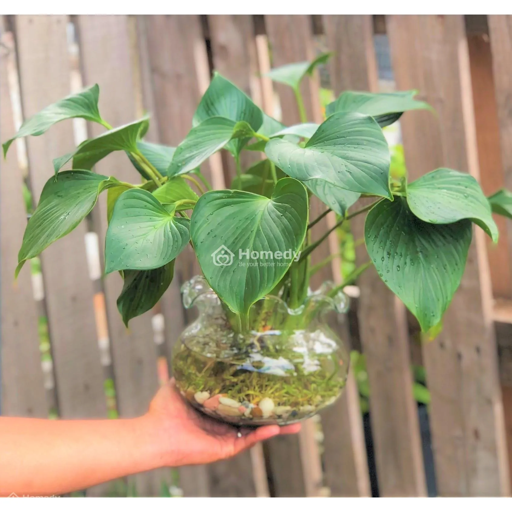 Cây phong thủy cho người sinh năm 1988 - Cây thanh tâm