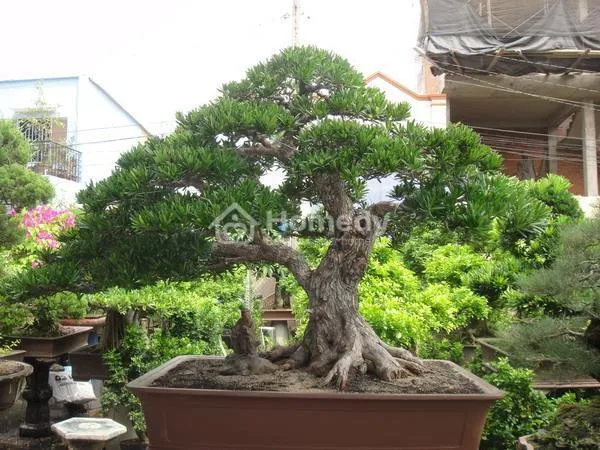 Cây phong thủy cho người sinh năm 1988 - Cây vạn niên tùng