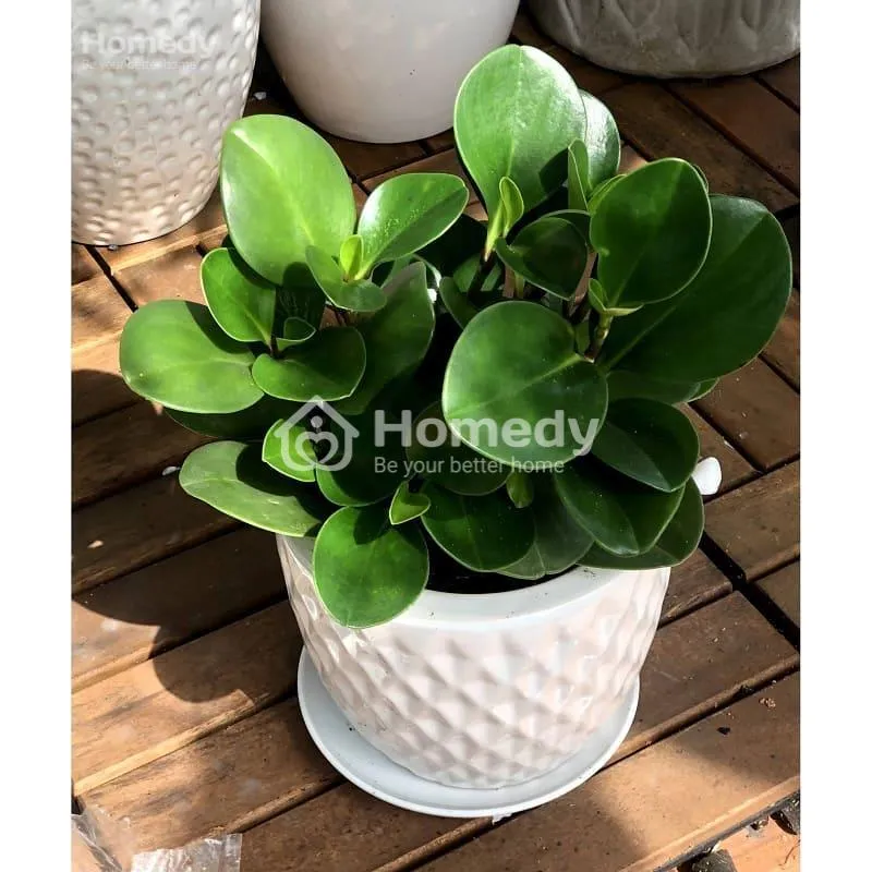 Cây phong thủy cho người sinh năm 1988 - Cây trường sinh