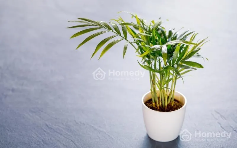 Cây phong thủy cho người sinh năm 1988 - Cây cau tiểu trâm