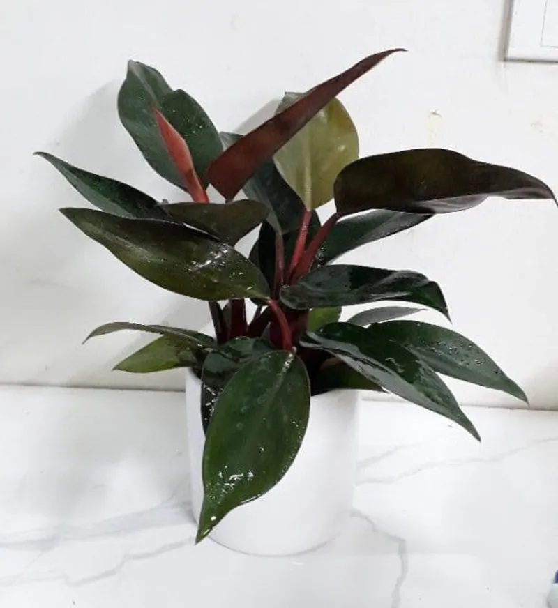 Cây Đại Đế Vương sang trọng cho văn phòng