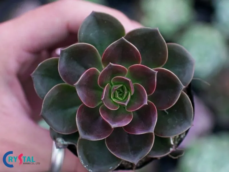 Cây Sen đá nâu phù hợp với người mệnh Kim