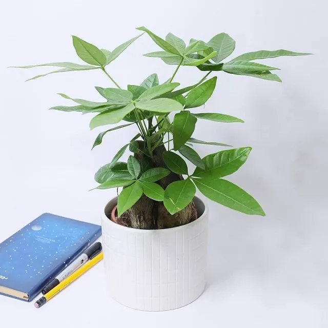 Cây Kim Ngân tạo sự giàu có cho không gian làm việc của người mệnh Mộc