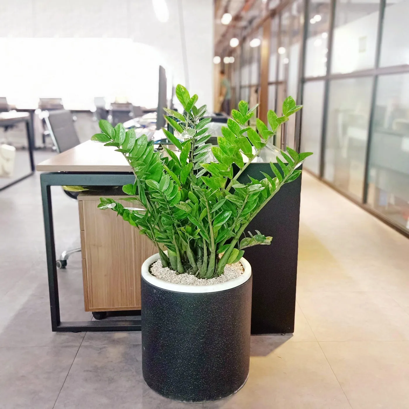 Cây Kim Tiền là lựa chọn hàng đầu để đặt tại góc tài lộc cho người mệnh Kim