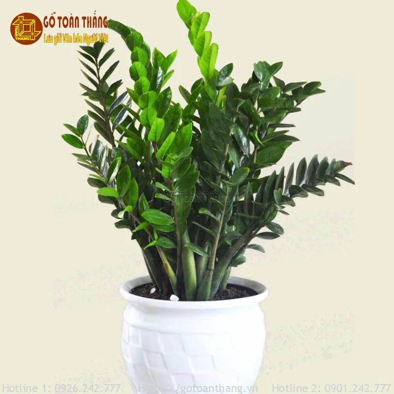 Cây Kim Tiền để bàn thờ Thần Tài