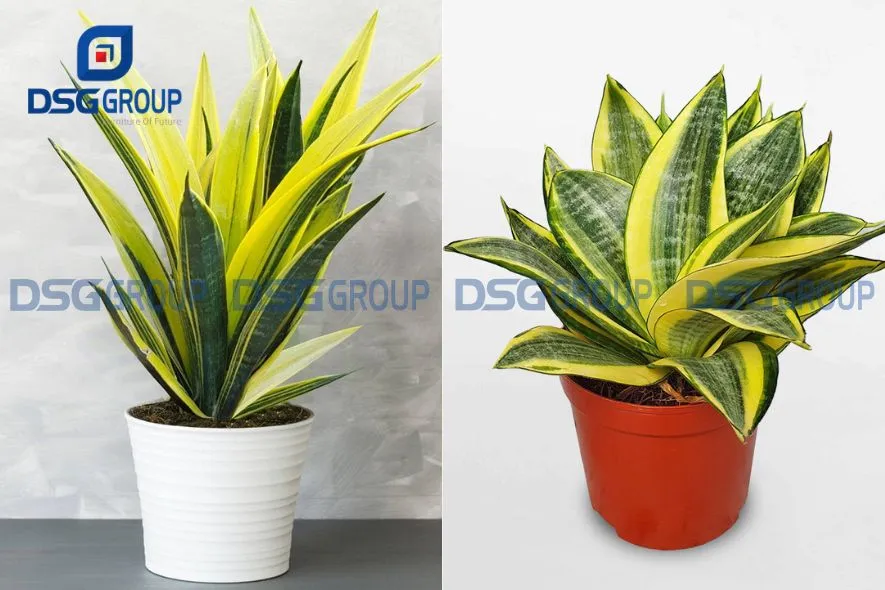 Cây lưỡi hổ vàng giúp môi trường làm việc thoáng đãng hơn