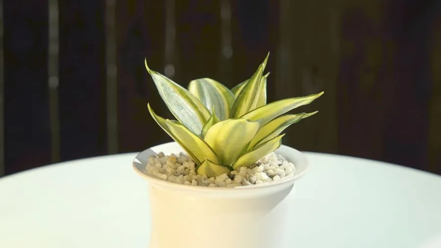 Cỏ tòng lá vàng - cây phong thủy mệnh Thổ