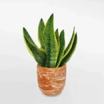 Cây lưỡi hổ viền vàng với lá xanh có viền vàng đặc trưng