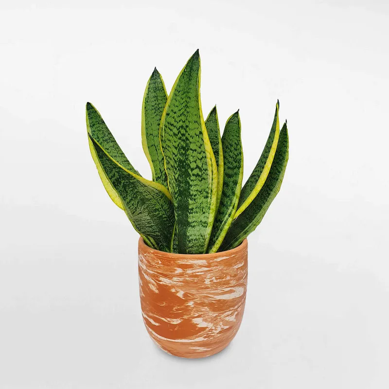 Cây lưỡi hổ viền vàng