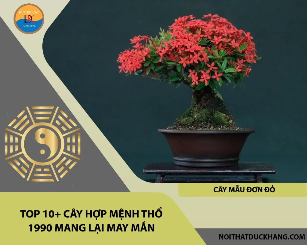 Chăm sóc cây Mẫu Đơn Đỏ đúng cách giúp duy trì tài vận cho người mệnh Thổ 1990