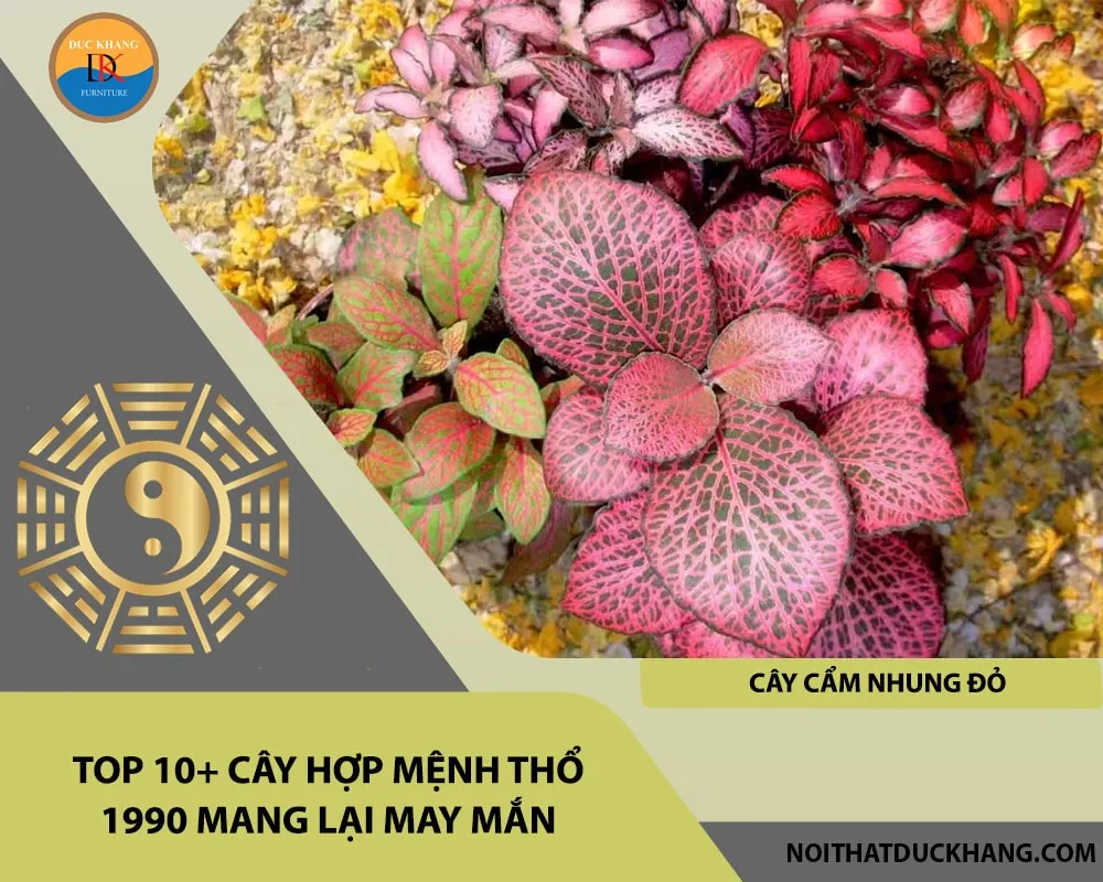 Cẩm Nhung Đỏ - cây nhỏ cho ý nghĩa phong thủy lớn với tuổi 1990