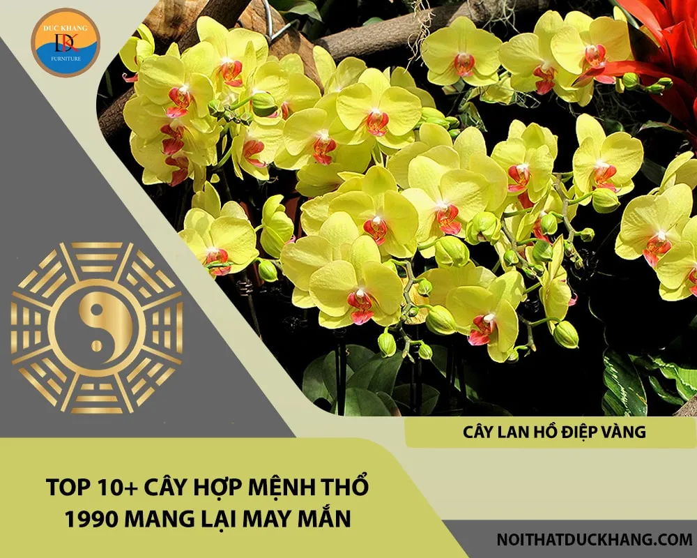Lan Hồ Điệp Vàng sang trọng, mang lại tài khí ổn định cho mệnh Thổ
