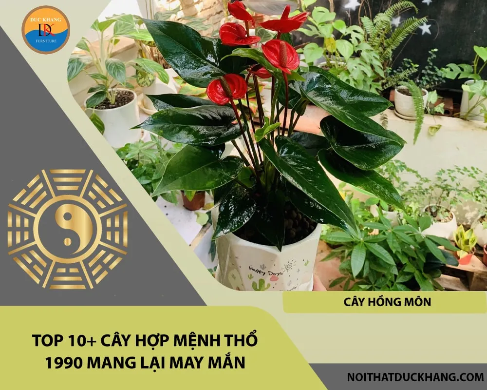Cây Hồng Môn – cây hợp mệnh Thổ 1990 tượng trưng cho lòng nhiệt thành