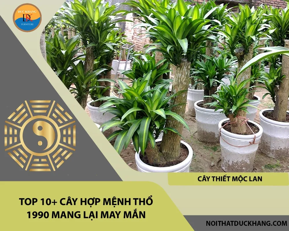 Thiết Mộc Lan sọc vàng - cây phong thủy đem lại vượng khí cho tuổi 1990