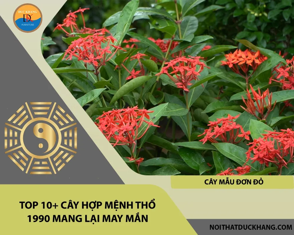 Vẻ đẹp rực rỡ của hoa Mẫu Đơn Đỏ - cây hợp mệnh Thổ 1990 mang lại phú quý