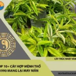 Cây Trúc Nhật Vàng là lựa chọn cây hợp mệnh Thổ 1990 tối ưu để đặt trên bàn làm việc