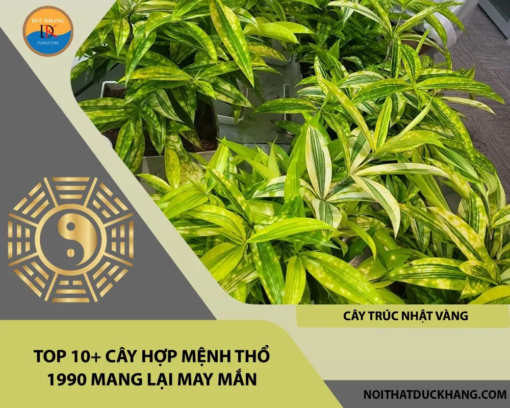 Cây Trúc Nhật Vàng là lựa chọn cây hợp mệnh Thổ 1990 tối ưu để đặt trên bàn làm việc