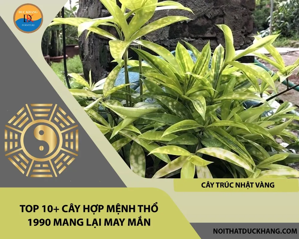Trúc Nhật Vàng – Một trong những cây hợp mệnh Thổ 1990 được yêu thích nhất tại văn phòng