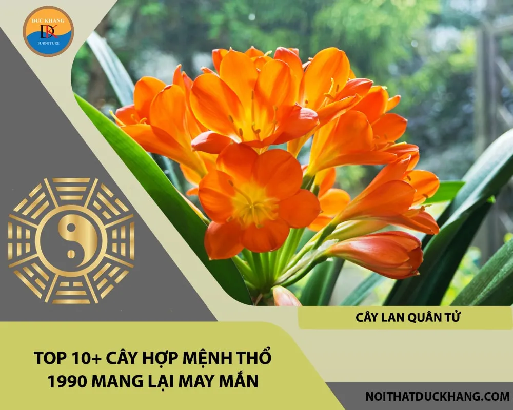 Lan Quân Tử hoa cam đỏ - sự lựa chọn cây hợp mệnh Thổ 1990 đẳng cấp