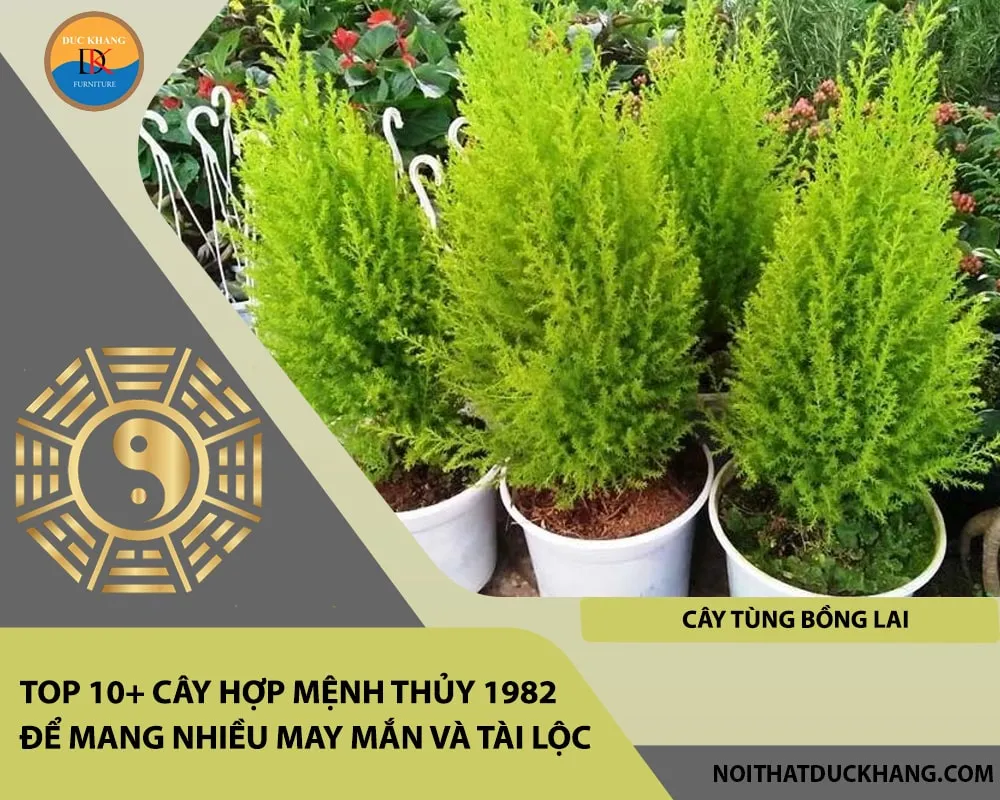 Alt: Cây Tùng Bồng Lai nhỏ nhắn trang trí góc làm việc. Chú thích: Vẻ đẹp huyền ảo của Tùng Bồng Lai giúp giải tỏa căng thẳng và mang lại sự an lạc cho nội tâm.