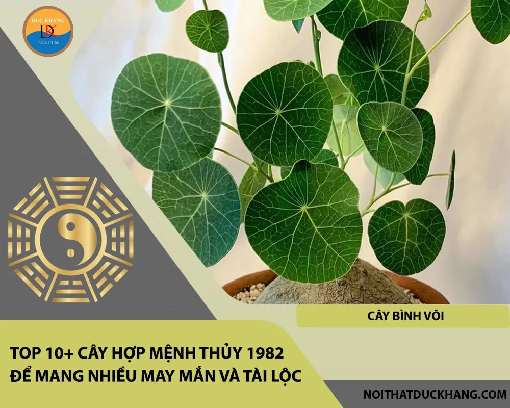 Alt: Cây Bình Vôi với phần gốc phình to độc đáo. Chú thích: Bình Vôi được tin là có khả năng thu hút và giữ gìn tài lộc cho gia đình người sinh năm 1982.