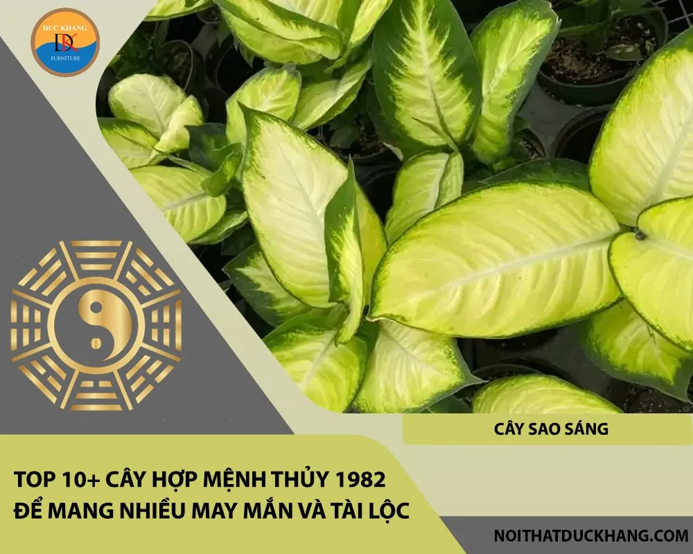 Alt: Cây Sao Sáng với màu lá đặc biệt nổi bật dưới ánh sáng. Chú thích: Sao Sáng là biểu tượng của niềm hy vọng và sự thăng tiến không ngừng cho tuổi Nhâm Tuất.